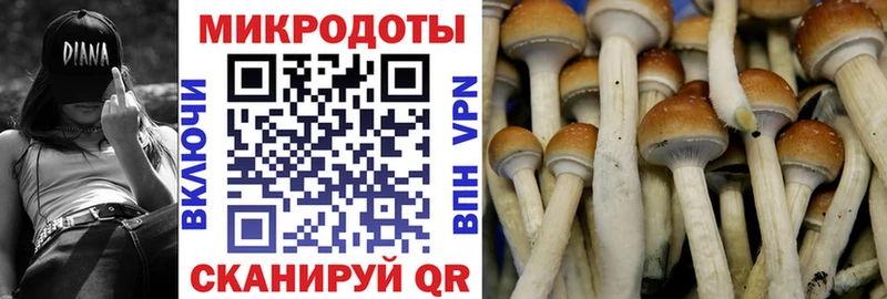 мега как зайти  Уржум  Галлюциногенные грибы Psilocybine cubensis 
